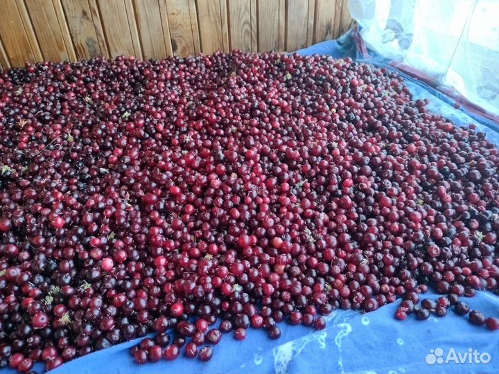 Клюква свежая (предзаказ)