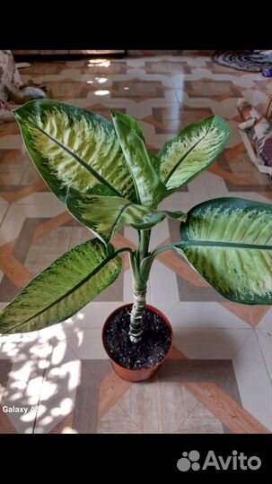 Диффенбахия