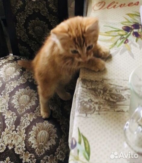 Котик маленький