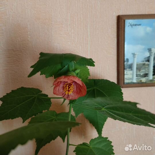Клен комнатный абутилон