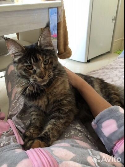 Мейн-кун котенок