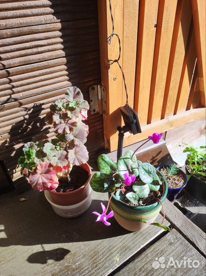 Комнатные растения: пересадка, консультации