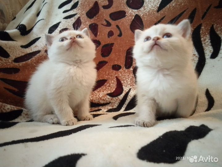 Котята шотландские