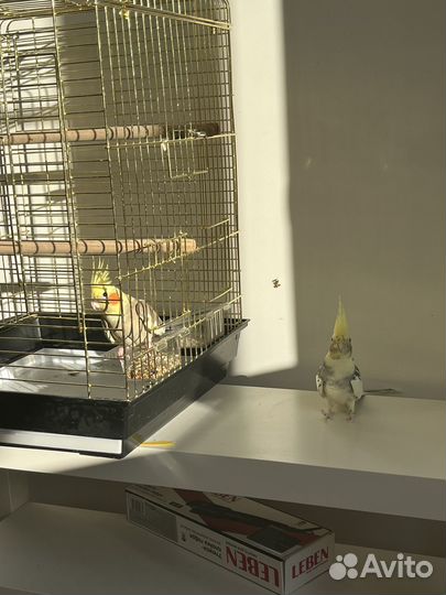 Пара корелл