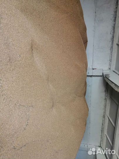 Зерно пшеница