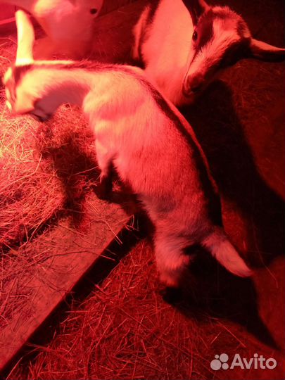 Козлята Альпийские