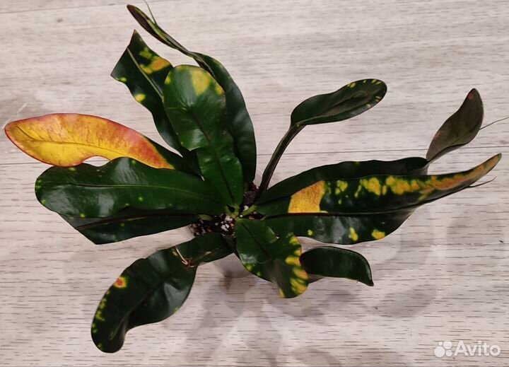 Комнатные цветы.Кодиеум (кротон), шеффлера