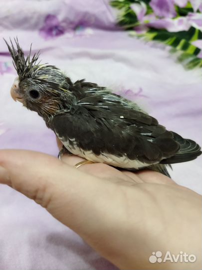 Попугай корелла птенец