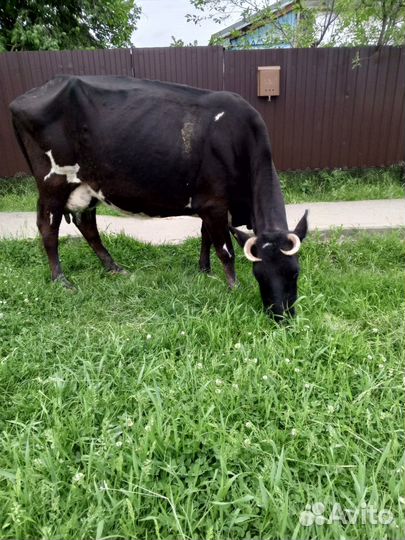 Дойные коровы