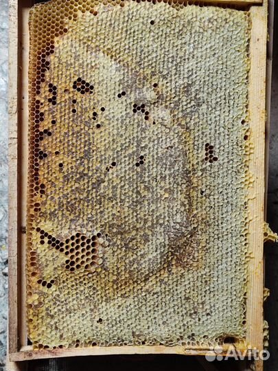 Рамки для пчел сушь