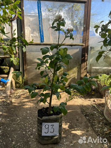 Лимонное дерево