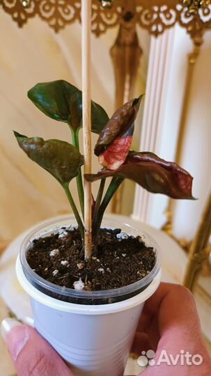 Сингониум Клубничный Лёд