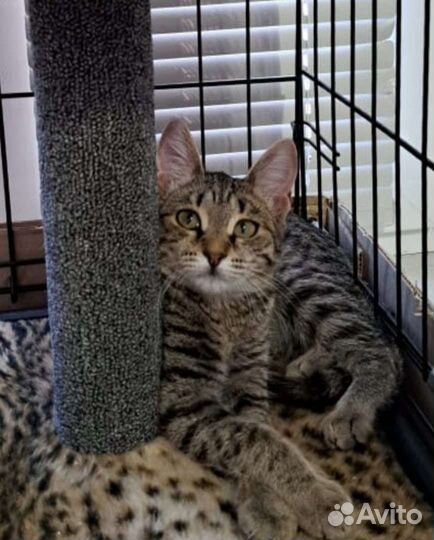 В добрые ручки