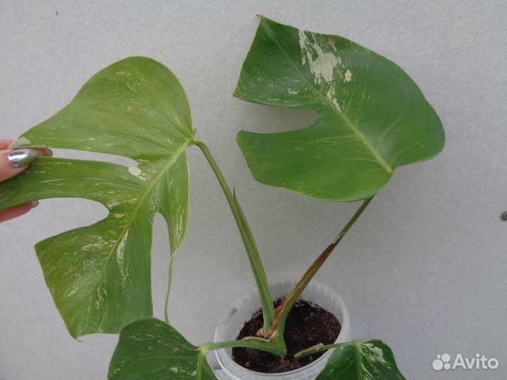 Монстера Альба