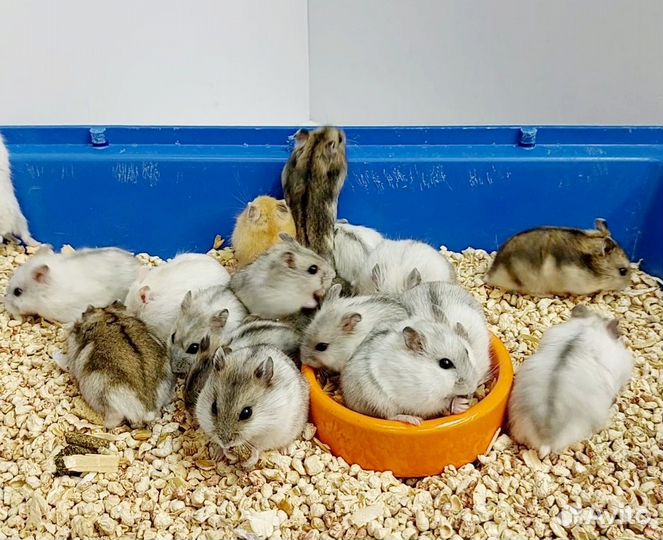 Джунгарские хомячки