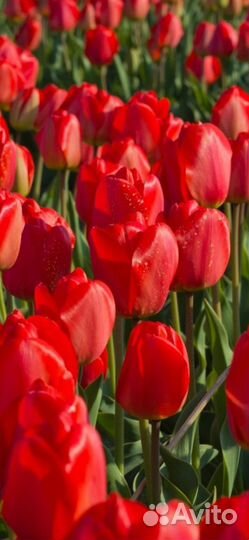 Цветы многолетние ирис тюльпан мускари нарцисс роз