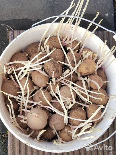 Семенной картофель