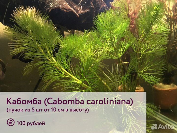 Живые аквариумные растения
