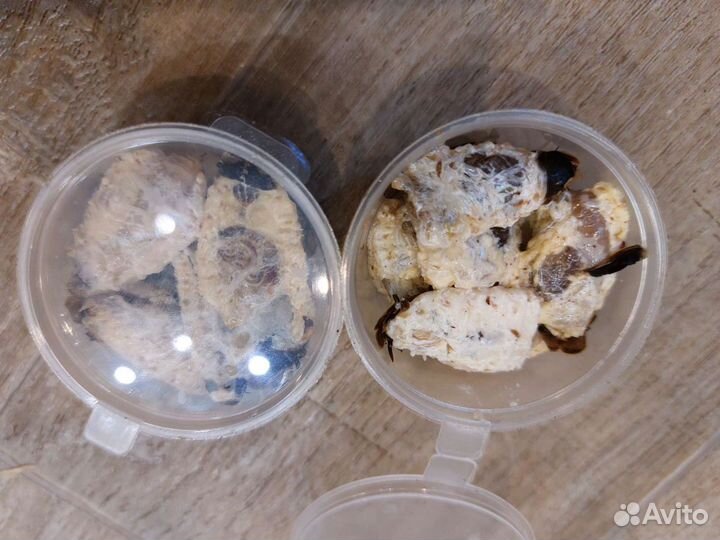 Кормовые насекомые заморозка