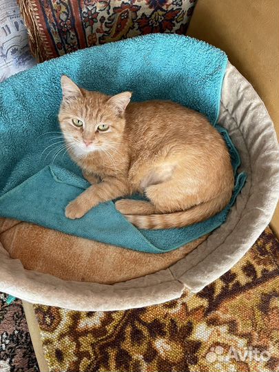 Кошки бесплатно