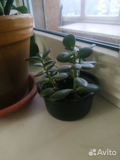 Толстянка(денежное дерево)