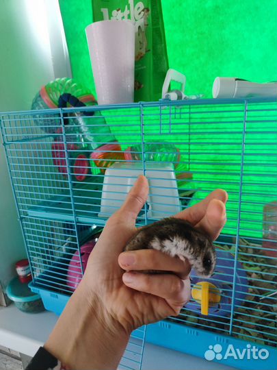 Хомяки джунгарики с клеткой