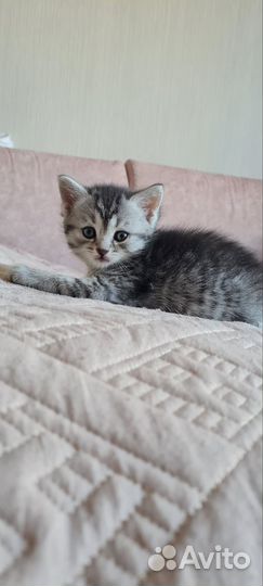 Котята