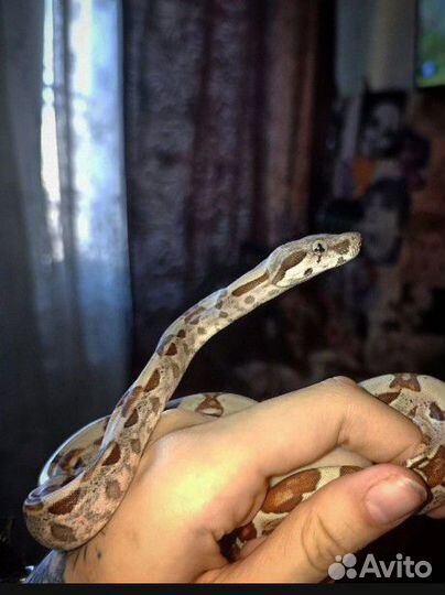 Императорский удав