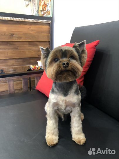 Йоркширский терьер вязка