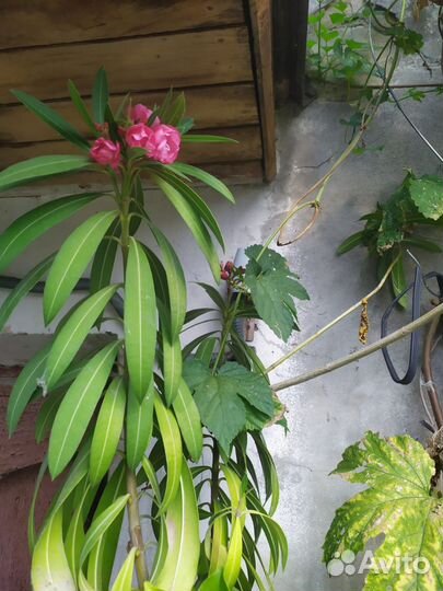 Олеандр красный, алоэ