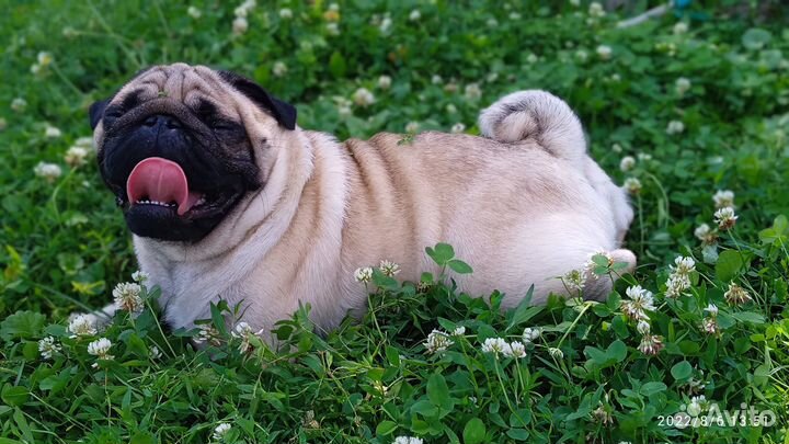 Мопс на вязку