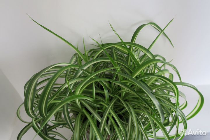 Хлорофитум хохлатый