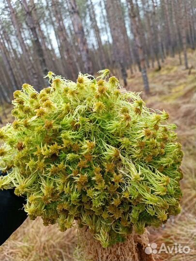 Мох сфагнум живой влажный сухой продам