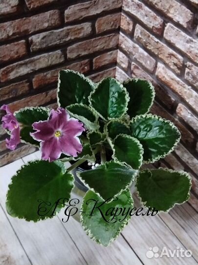 Сортовые фиалки