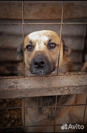 Помогите спасти собак