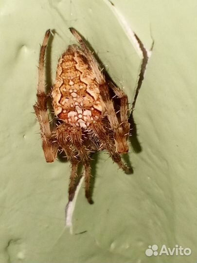 Ножки крутые грязные руки какашка