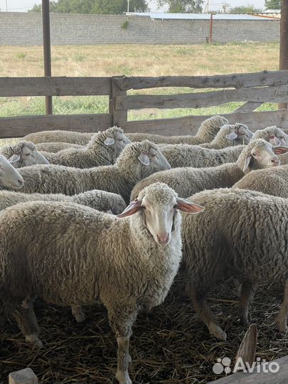 Ярка мериноланд