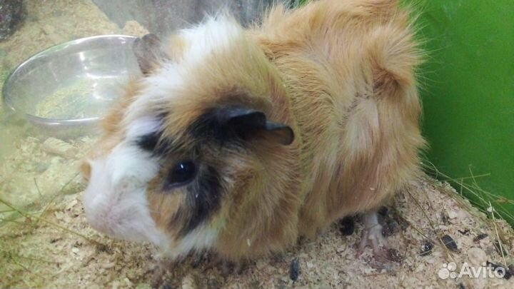 Чилийская белка дегу, морские свинки, шиншилла