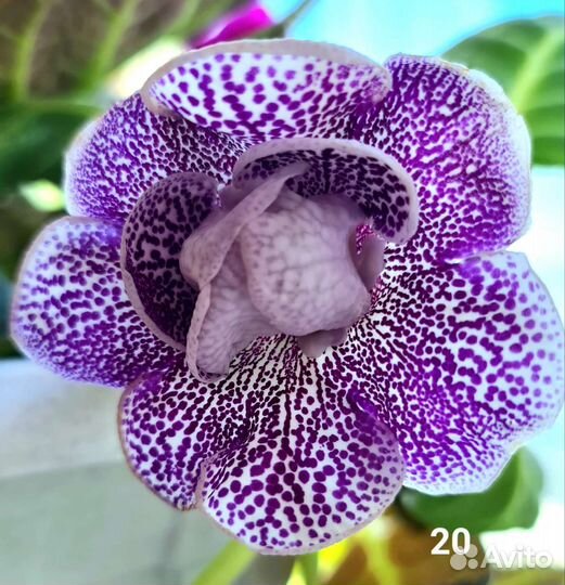 Глоксиния клубни