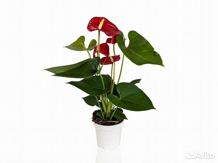 Антуриум Андре (Андрианум) Красный 9/30