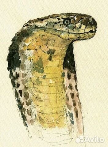 Рисунки рептилий и амфибий