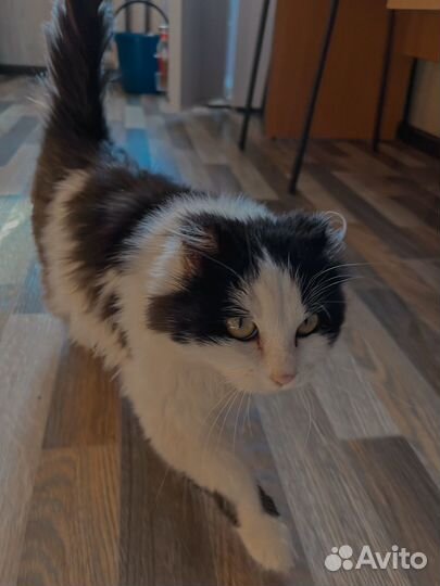 Кошечка в добрые руки