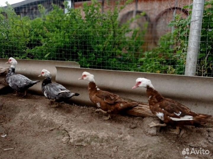 Мускусные утки тяжелые линии