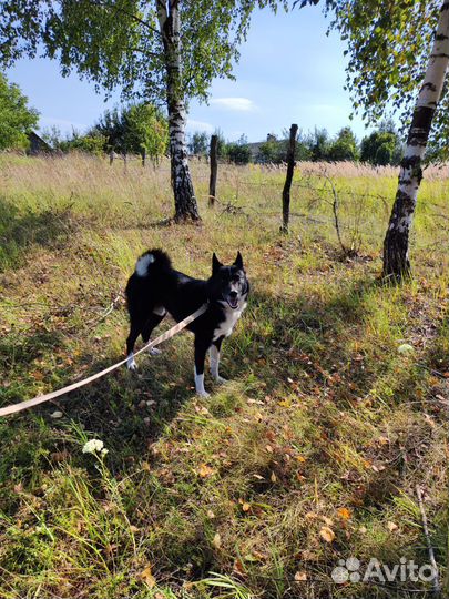 Русско европейская лайка