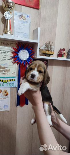 Бигль щенки