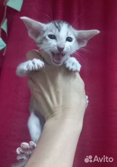 Ориентальная