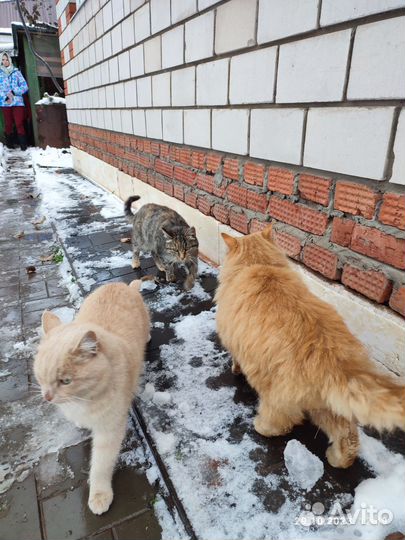 Кошка и два кота
