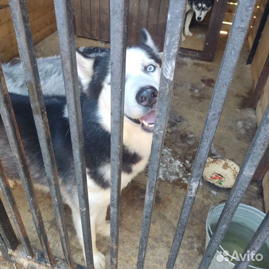 Хаски с приюта