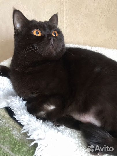 Кошка Ноэль в добрые руки, в дар