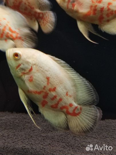 Астронотус альбинос